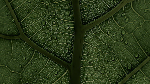 A close-up of a deep green leaf, highlighting its intricate vein structure and surface texture. Water droplets are scattered across the leaf, enhancing the organic detail and creating a fresh, natural ambiance.