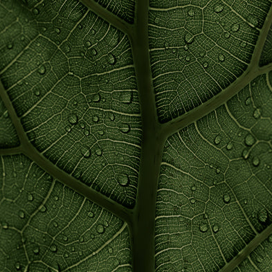 A close-up of a deep green leaf, highlighting its intricate vein structure and surface texture. Water droplets are scattered across the leaf, enhancing the organic detail and creating a fresh, natural ambiance.