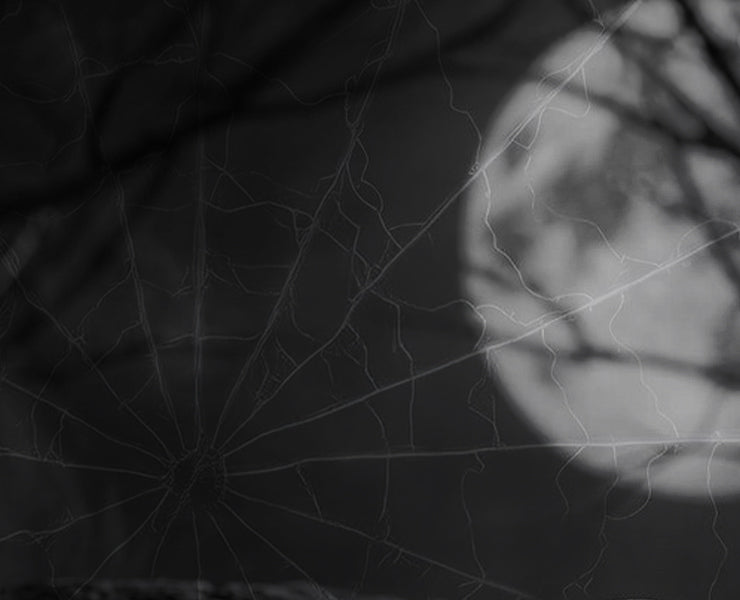 Spiderweb stretched above a dark rocky surface, with a full moon and silhouetted branches in the background.
