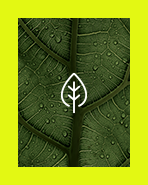 A photo of a leaf with a white sketch leaf at the center then overall with a  bold neon green around the photo